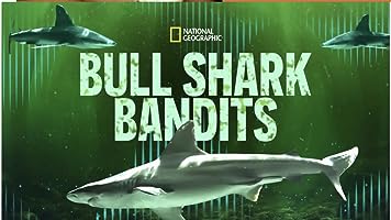 Bull Shark Bandits